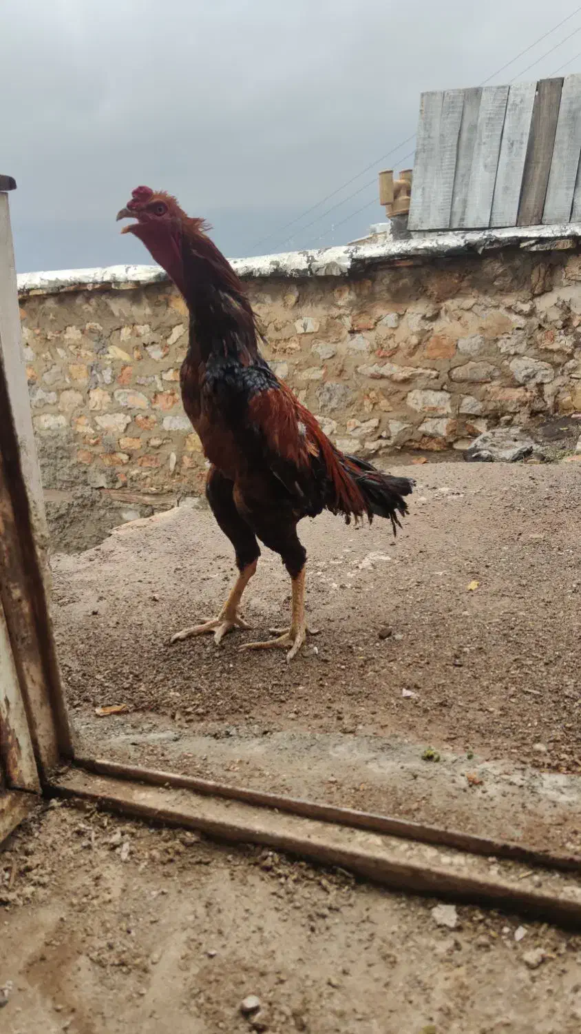 مرغ و خروس لاری|حیوانات مزرعه|پاوه, |دیوار
