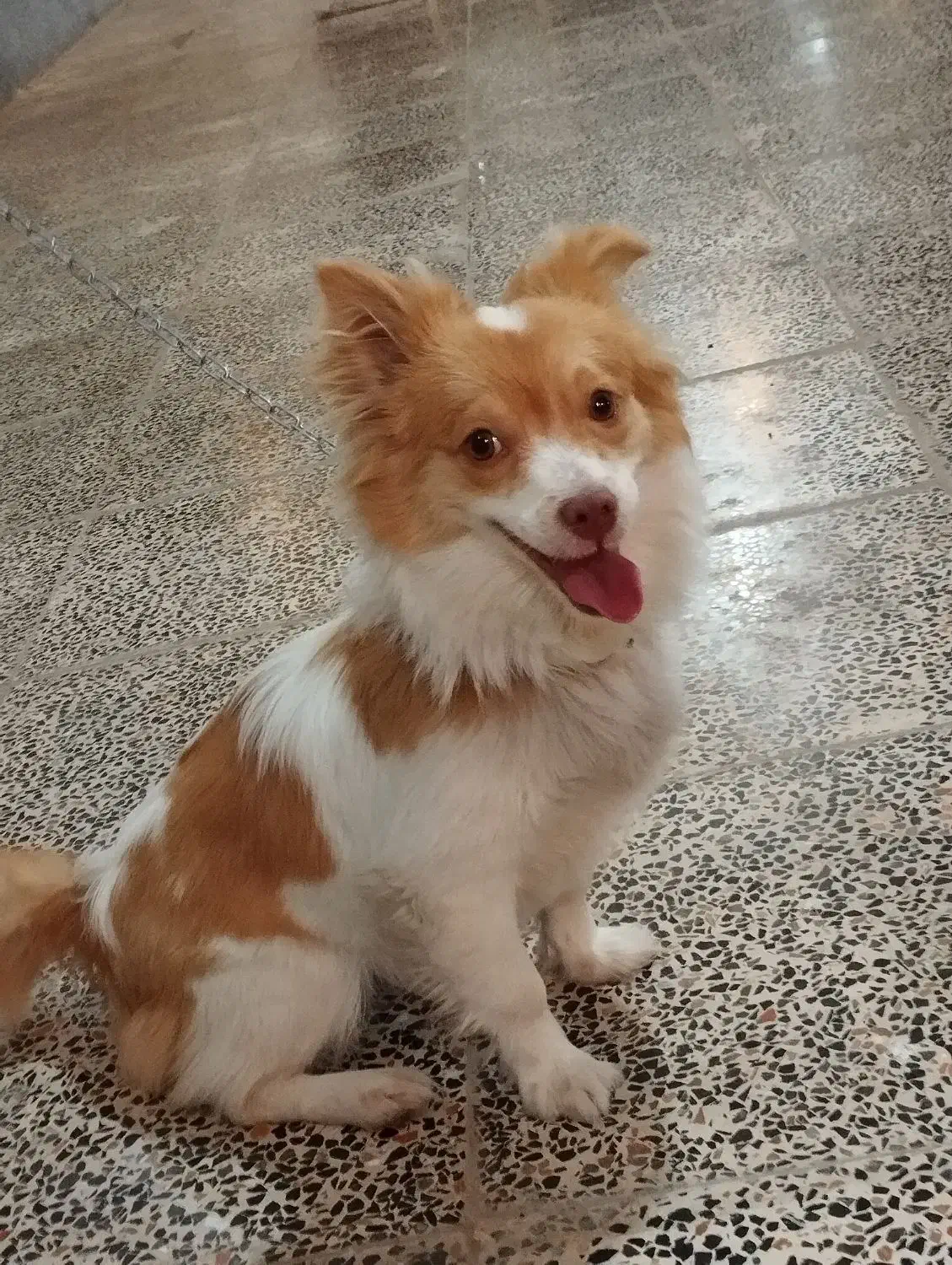 پامر روباهی|سگ|نهاوند, |دیوار