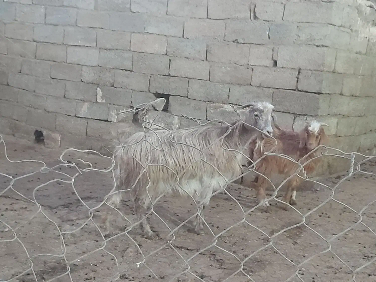 بز جوان همراه بزغاله نر|حیوانات مزرعه|صائین قلعه, |دیوار
