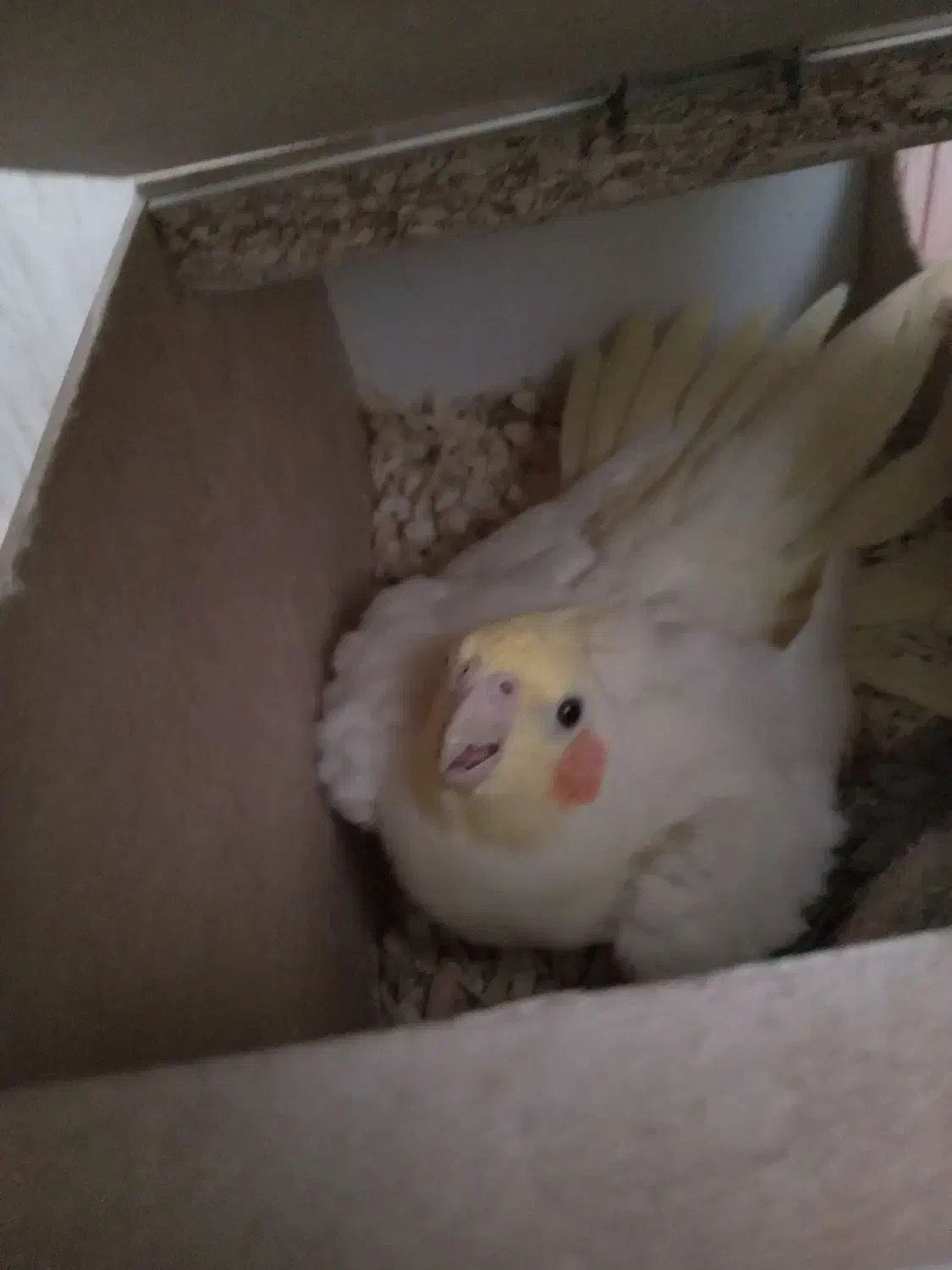 عروس هلندی لوتینوی|پرنده|سبزوار, غرب نیروگاه|دیوار