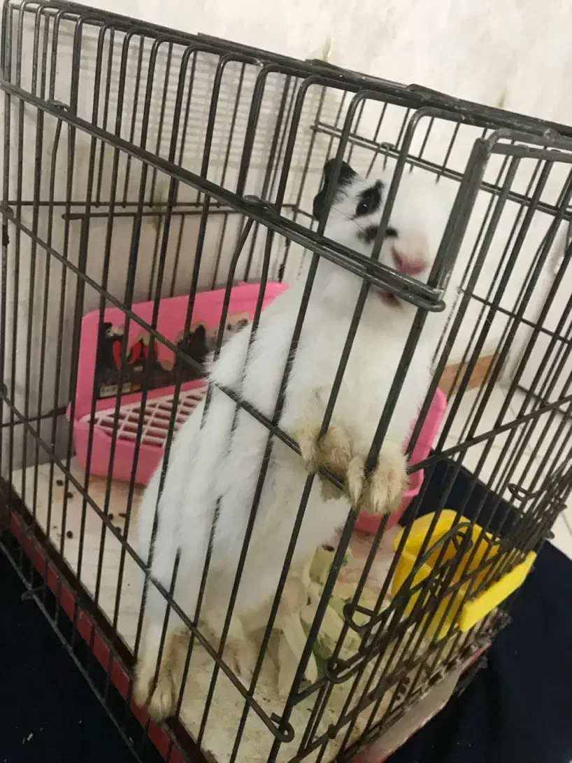 خرگوش|موش و خرگوش|کرج, خرمدشت|دیوار