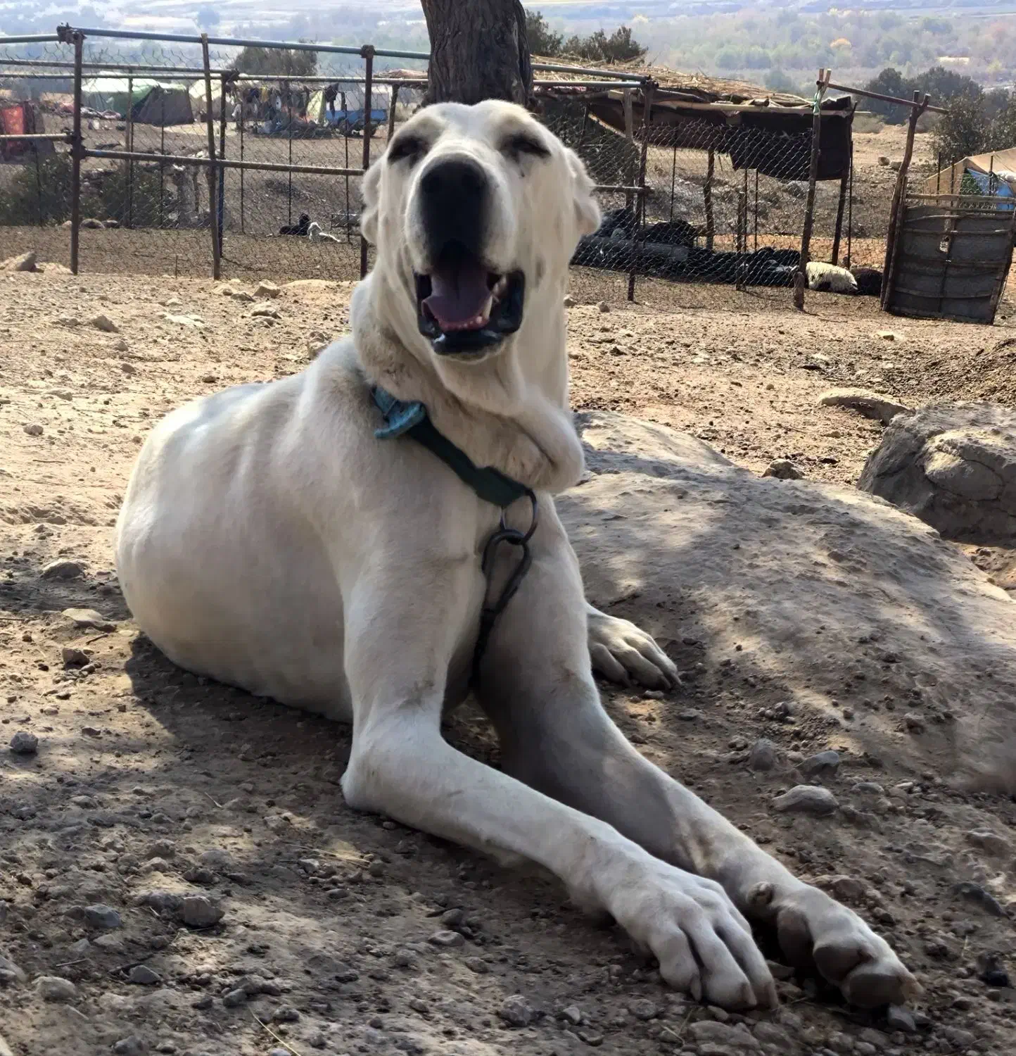 ماده سگ خراسانی ۲۰ماهه|سگ|نورآباد ممسنی, |دیوار