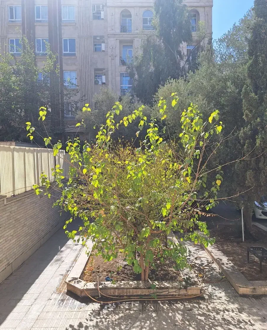 مستغلات دربستی/ ۷۰۰ متر بنا / ۳۰۰ متر حیاط|اجارهٔ خانه و ویلا|تهران, سازمان برنامه شمالی|دیوار