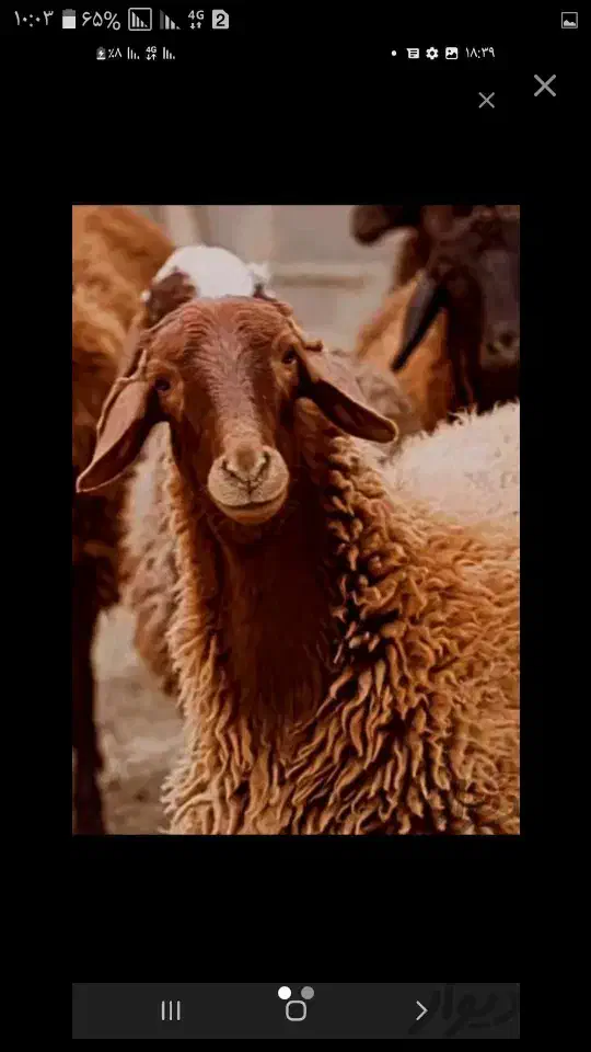 دام زنده شیشک نزاییده و بزغاله درجه یک پرواری|حیوانات مزرعه|قم, چهل درخت‎|دیوار