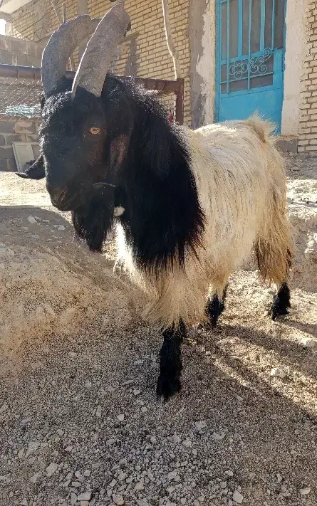 پازن|حیوانات مزرعه|باغ ملک, |دیوار