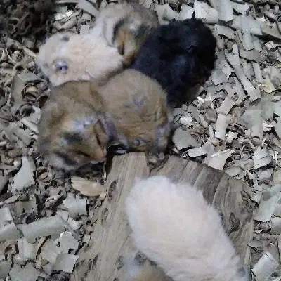 همستر سوری و طلایی|موش و خرگوش|علی‌آباد کتول, |دیوار