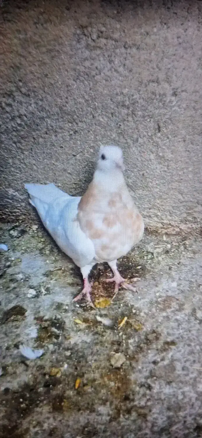 طوق زرد|پرنده|سقز, |دیوار