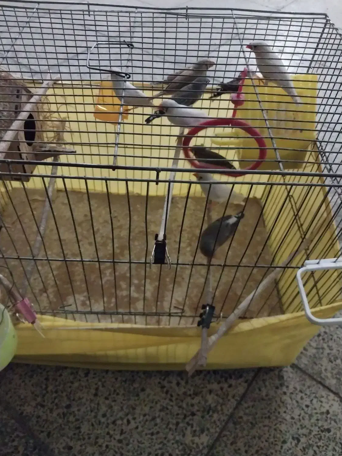 تعدادی فنچ نروماده زبرا  جهت فروش می باشد|پرنده|تهران, امیریه|دیوار