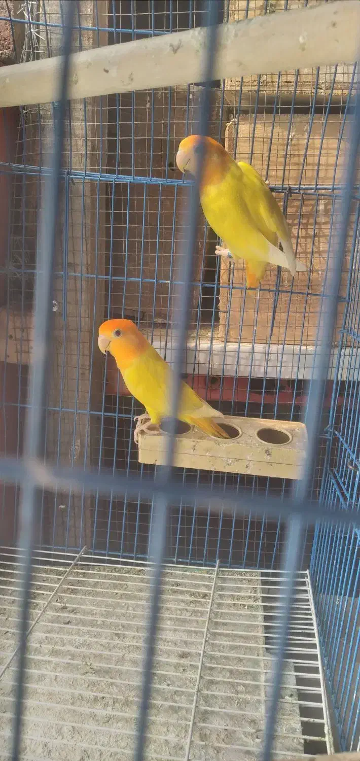 اوپال سرنارنجی ،فیشر|پرنده|بندرعباس, |دیوار