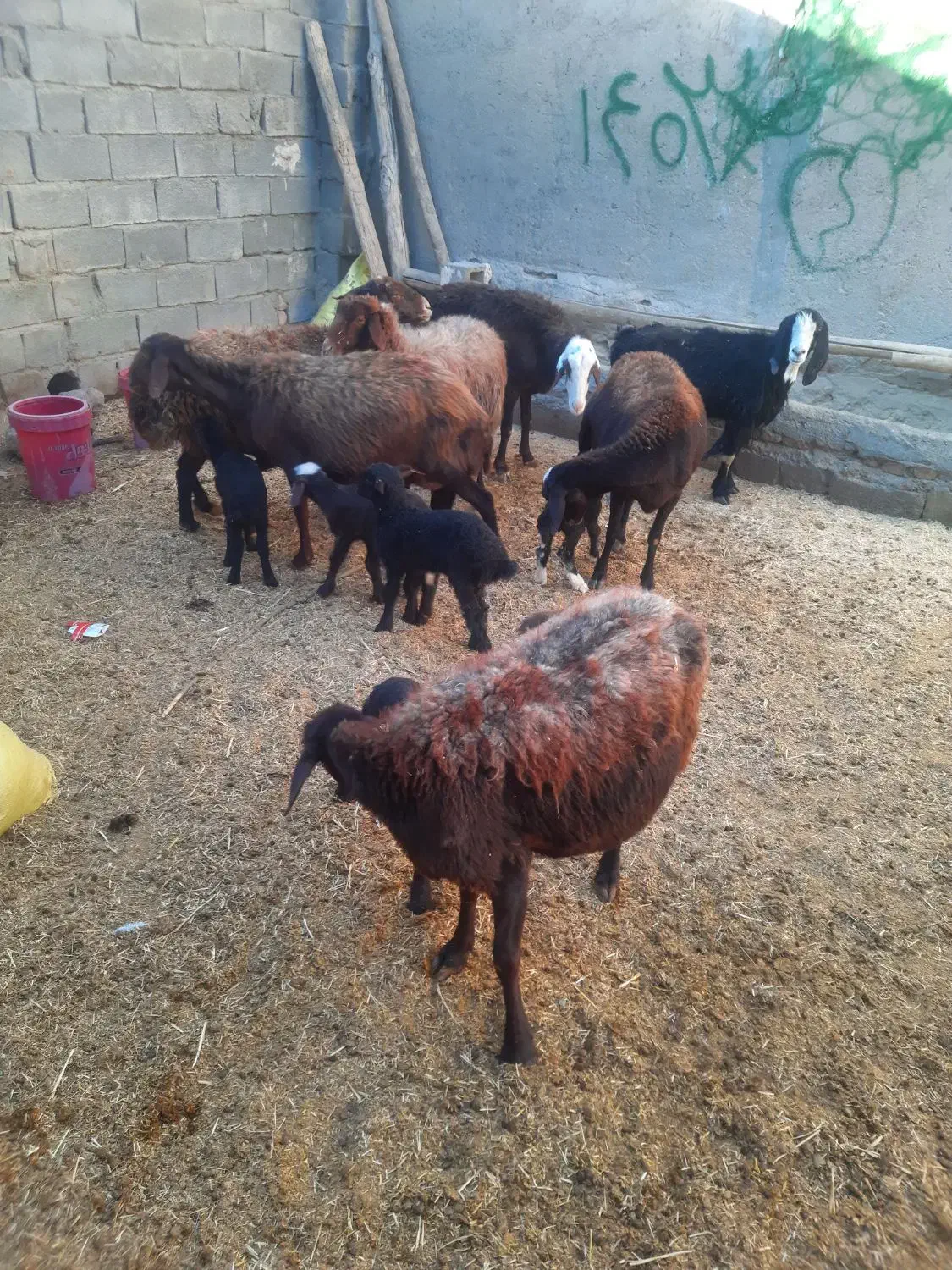 میش و بره گوسفند|حیوانات مزرعه|زاغه, |دیوار