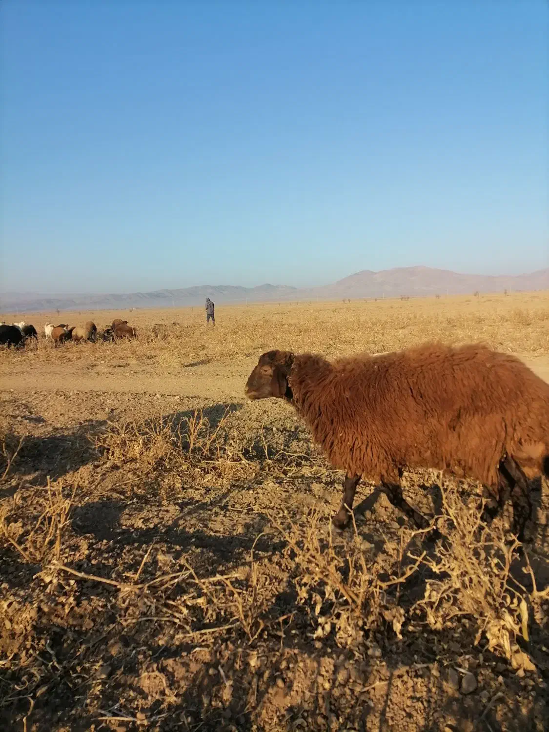 بره قوچی هترو|حیوانات مزرعه|سرولایت, |دیوار