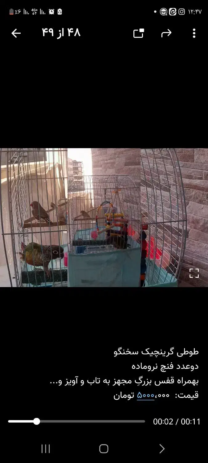 طوطی و۲عددفنچ|پرنده|سمنان, |دیوار