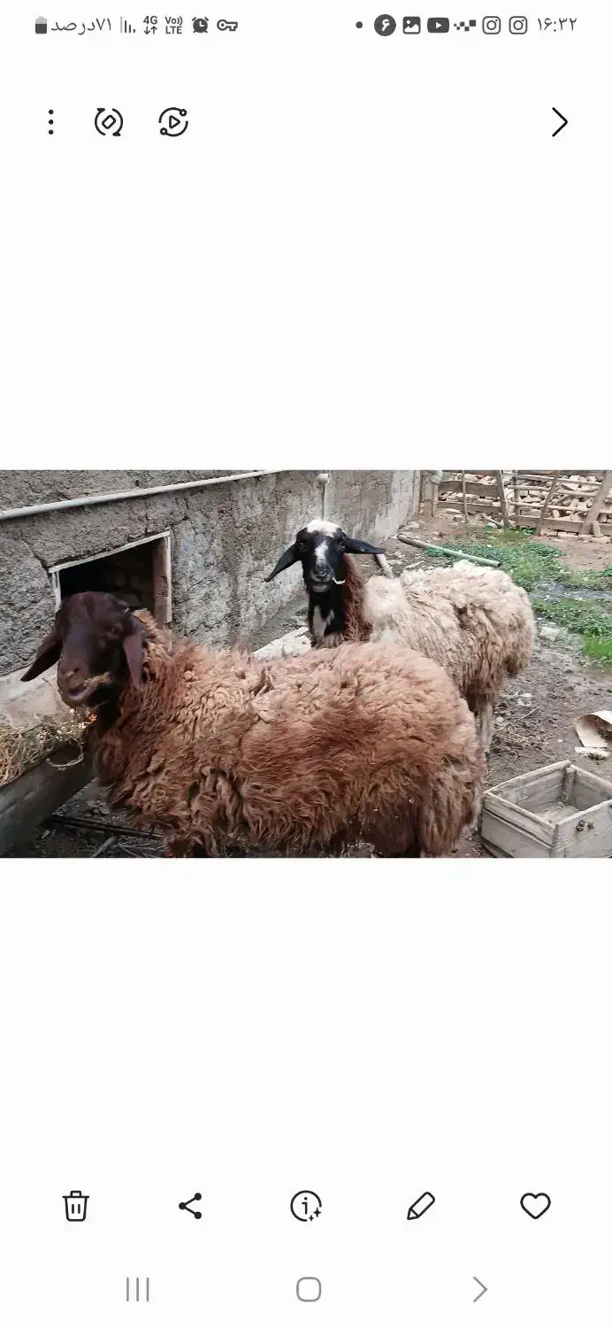 فروش گوسفند نر و ماده|حیوانات مزرعه|گمیشان, |دیوار