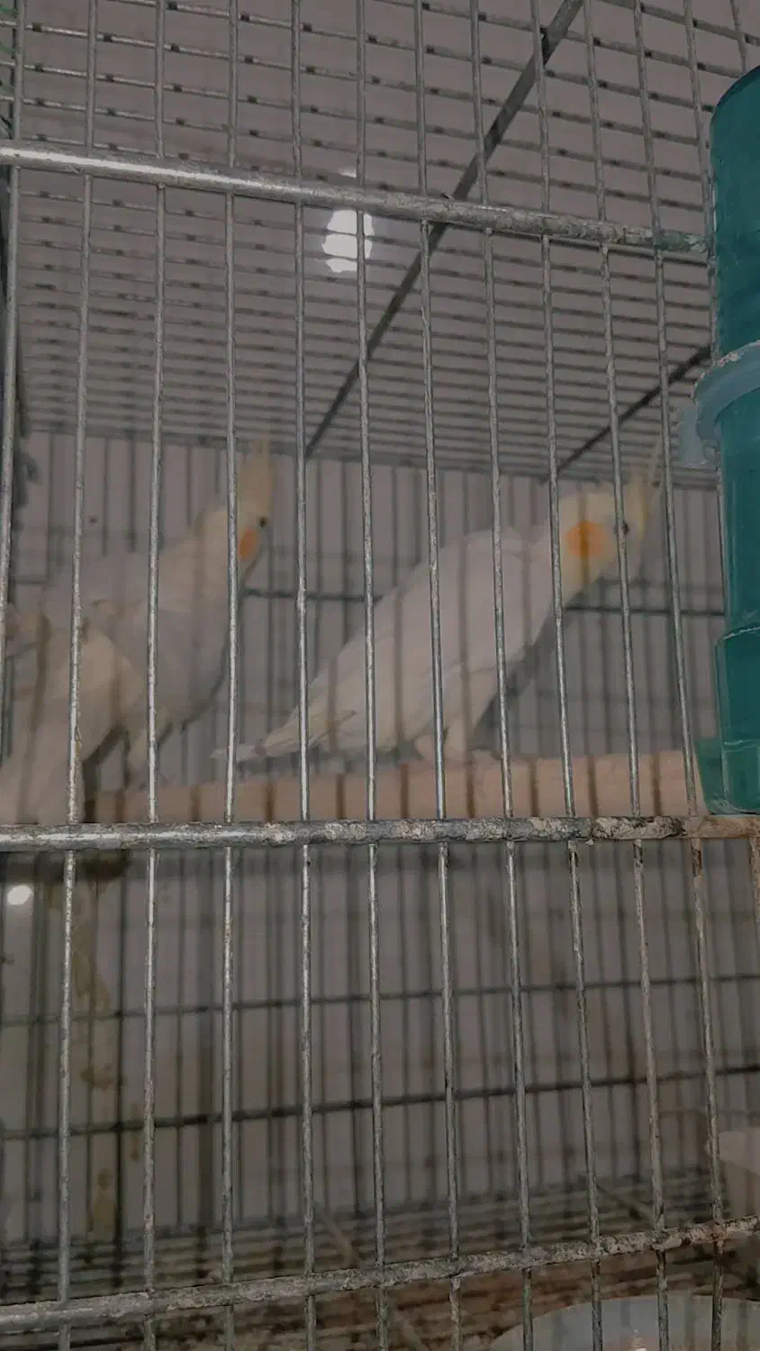 عروس پاریس|پرنده|سوسنگرد, |دیوار