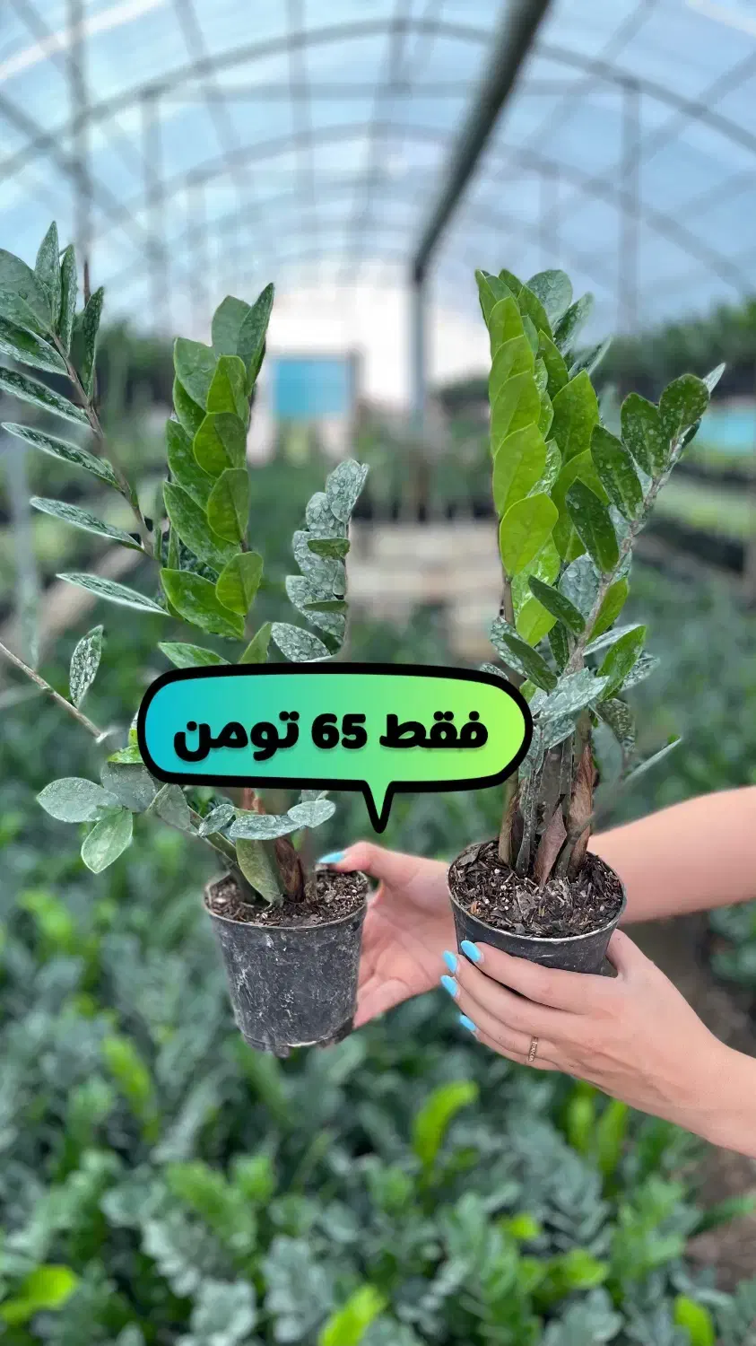 فروش تک و عمده انواع زاموفیلیا پتوس آگلونما|گل و گیاه طبیعی|نشتارود, |دیوار