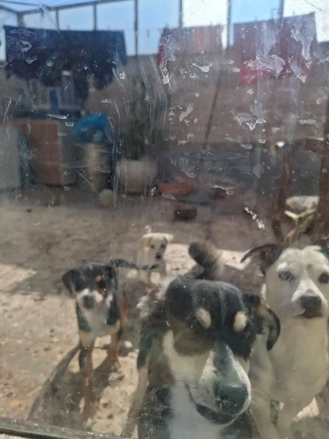 سگ پاپی|سگ|خمینی‌شهر, |دیوار