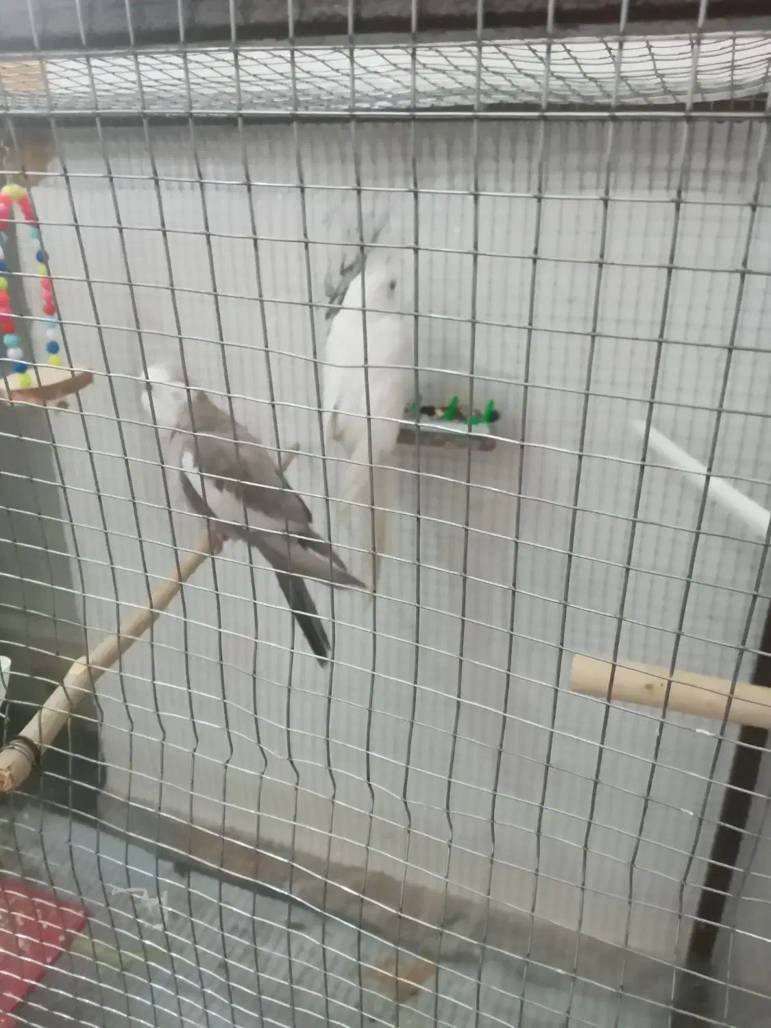 عروس هلندی وایت فیس و البینو|پرنده|کهنوج, |دیوار