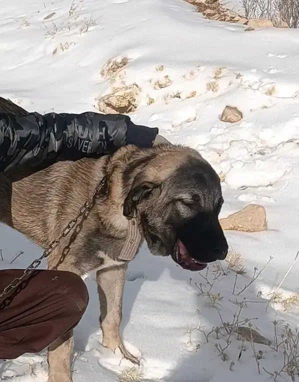 سگ پژدر|سگ|چوار, |دیوار