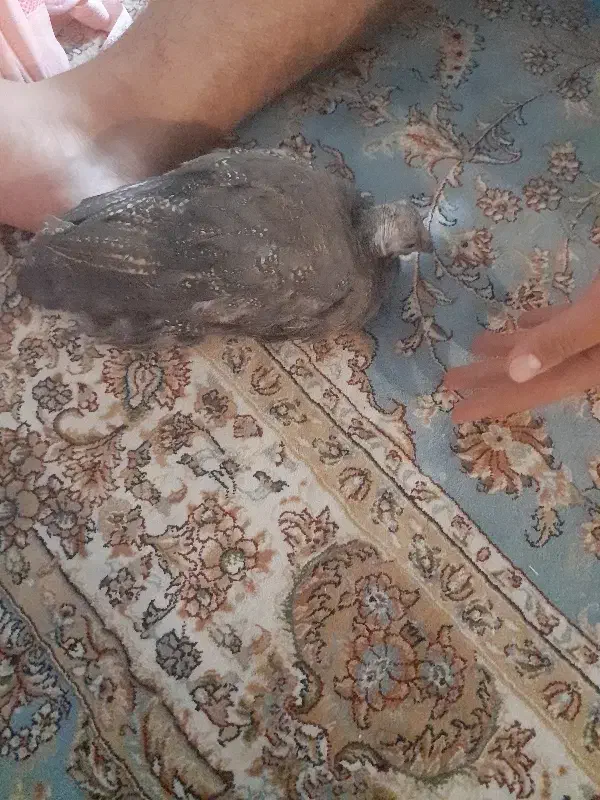 مرغ شاخدار|حیوانات مزرعه|تهران, بهمن یار|دیوار