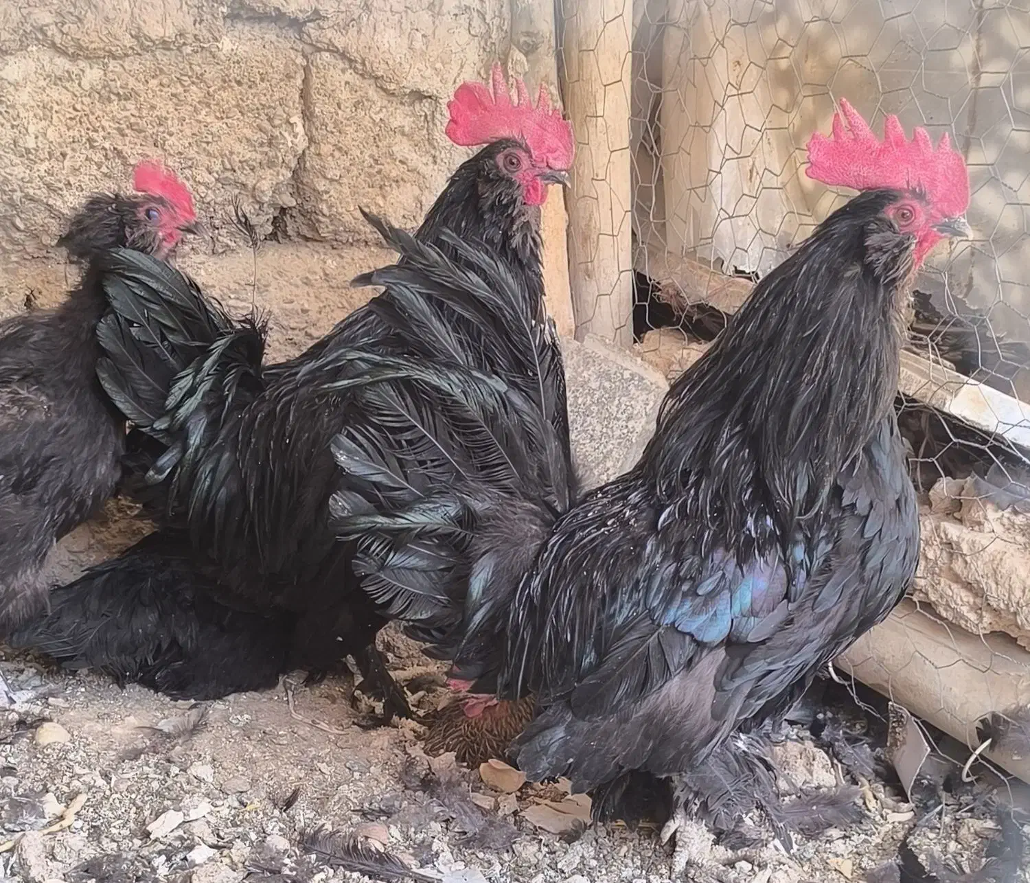 خروس سیاه مرندی اصل|حیوانات مزرعه|مبارکه, |دیوار