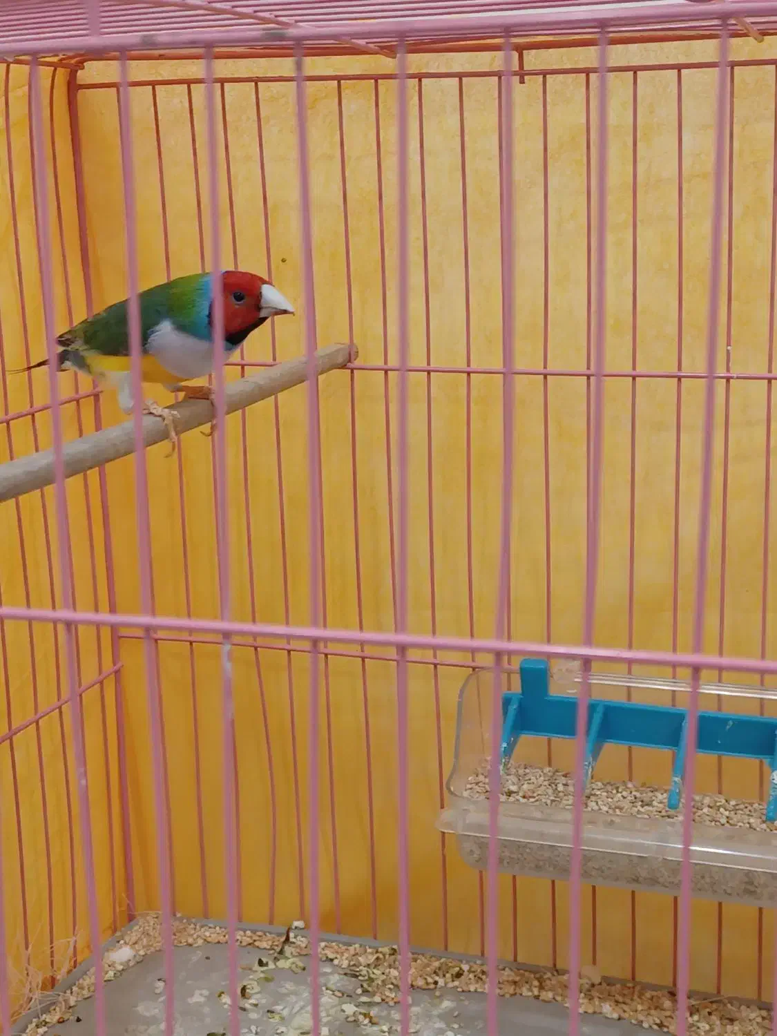 جفت فنچ گلدین زیبا|پرنده|داران, |دیوار