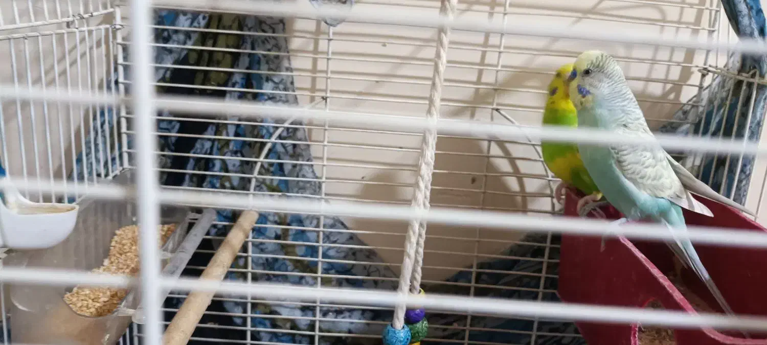 یک جفت مرغ عشق|پرنده|دماوند, دماوند|دیوار