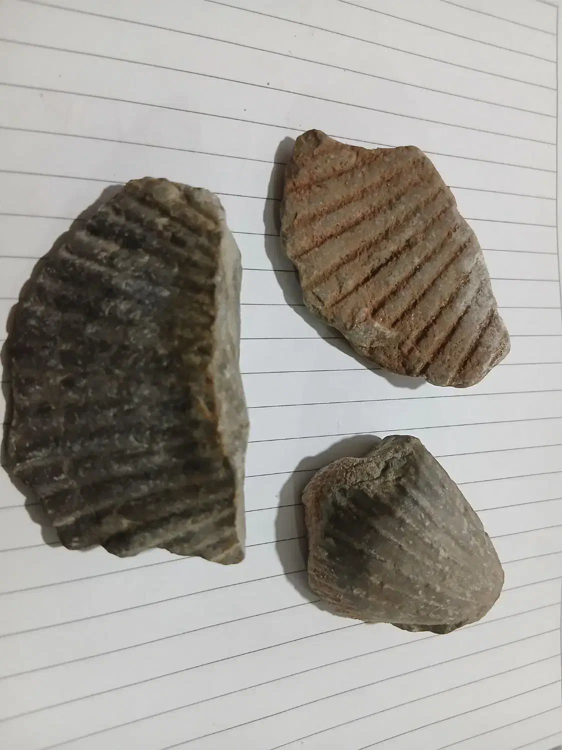 فسیل صدف|کلکسیون اشیاء عتیقه|تهران, میدان ولیعصر|دیوار