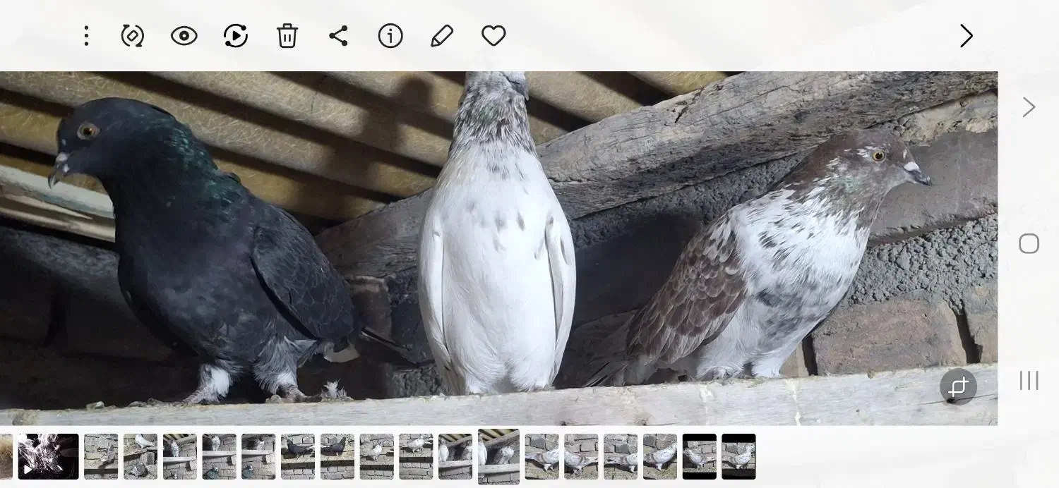 کبوتر  پرشی|پرنده|نوشین شهر, |دیوار