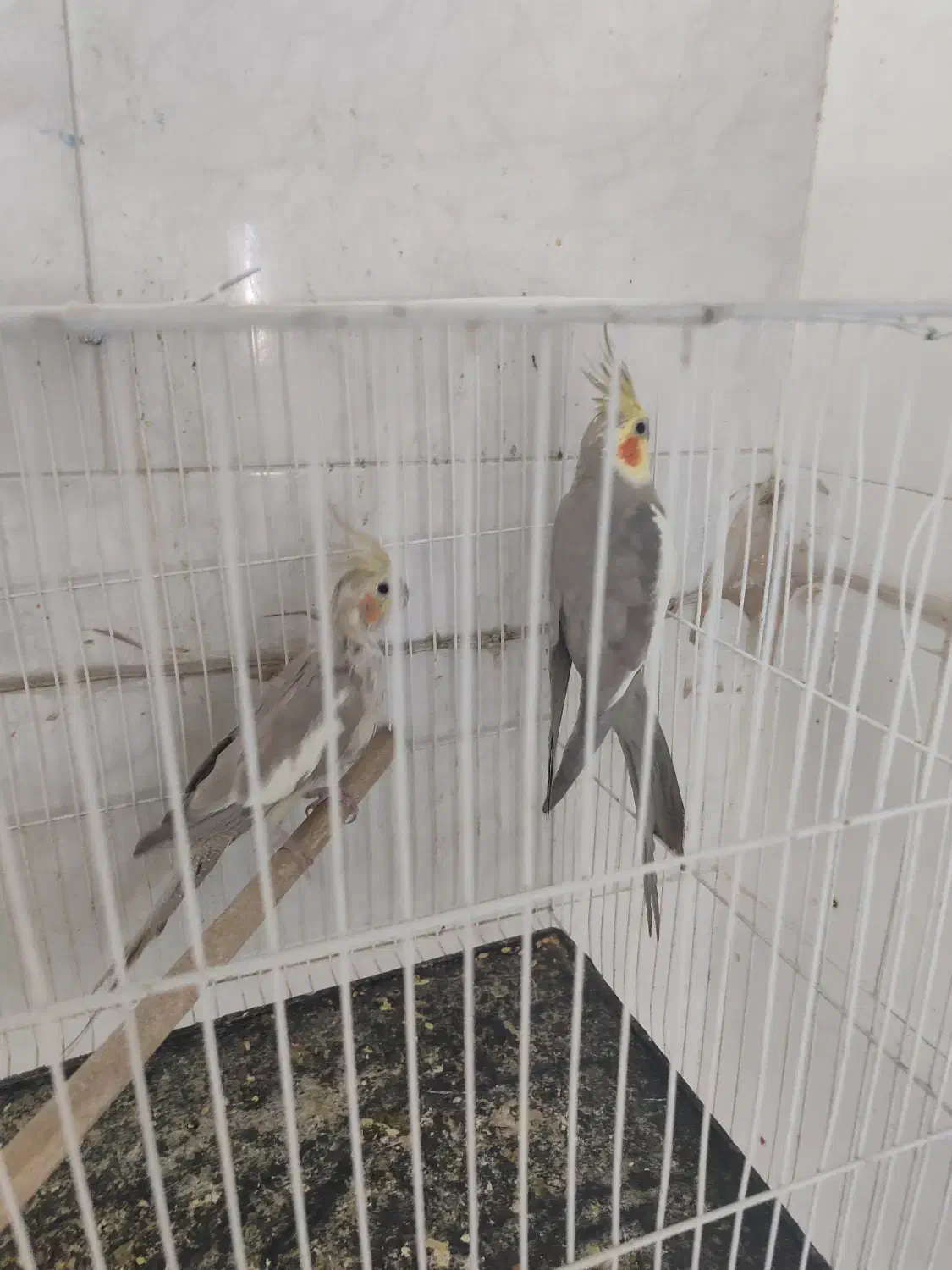 عروس هلندی آهویی|پرنده|طبس, |دیوار