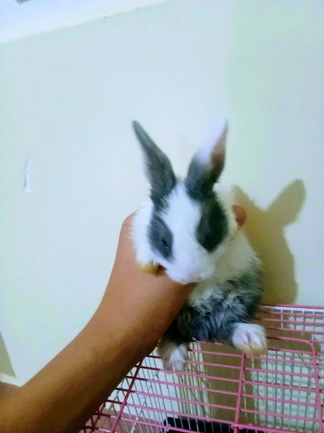 خرگوش|موش و خرگوش|تبریز, |دیوار