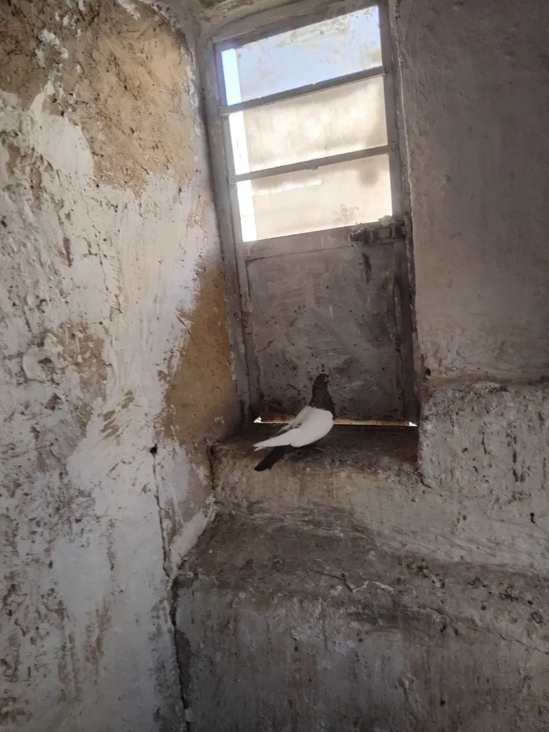 کفتر سینه ای نر|پرنده|آبیک, |دیوار