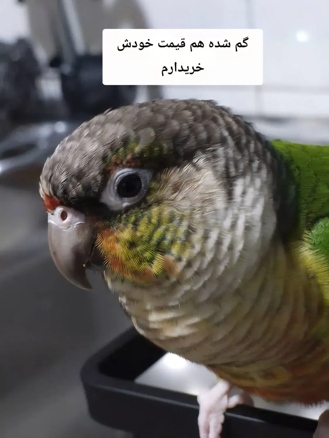 طوطی گیرینچیک گم شده محدوده بلوار هوشیار|حیوانات|کرج, کوی گلها|دیوار
