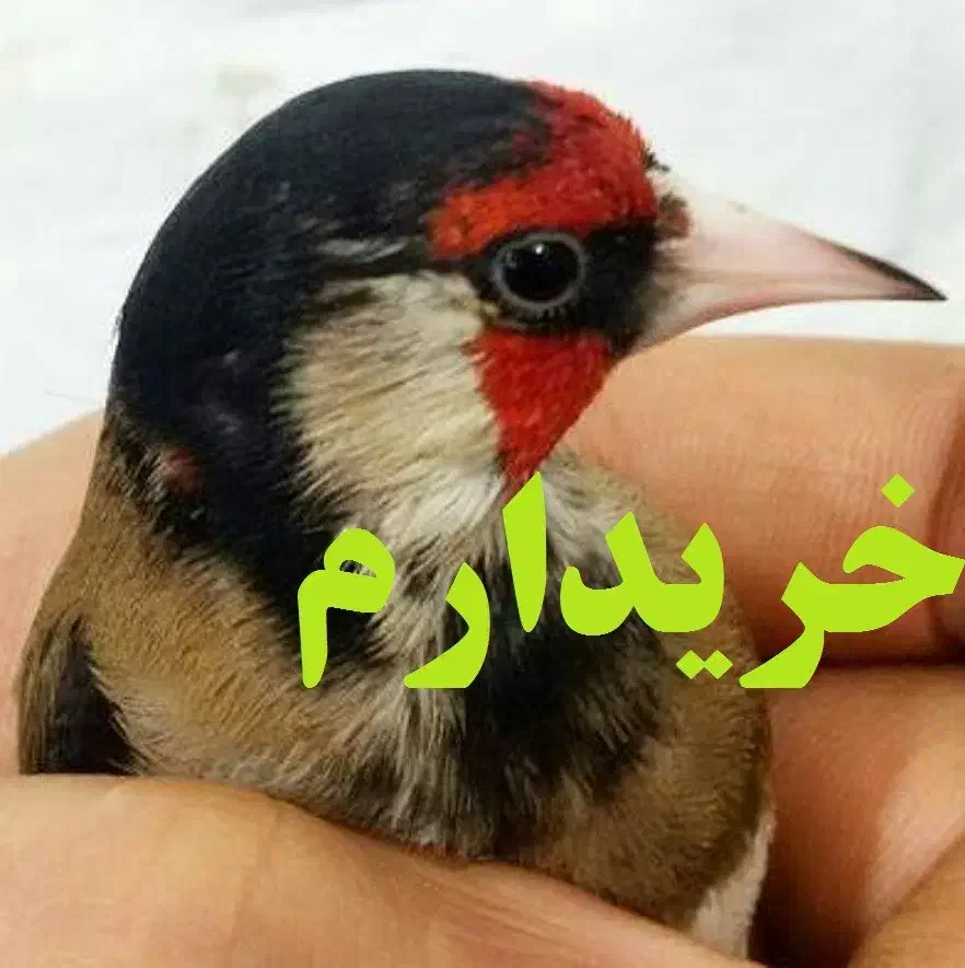 سهره|پرنده|زنجان, |دیوار