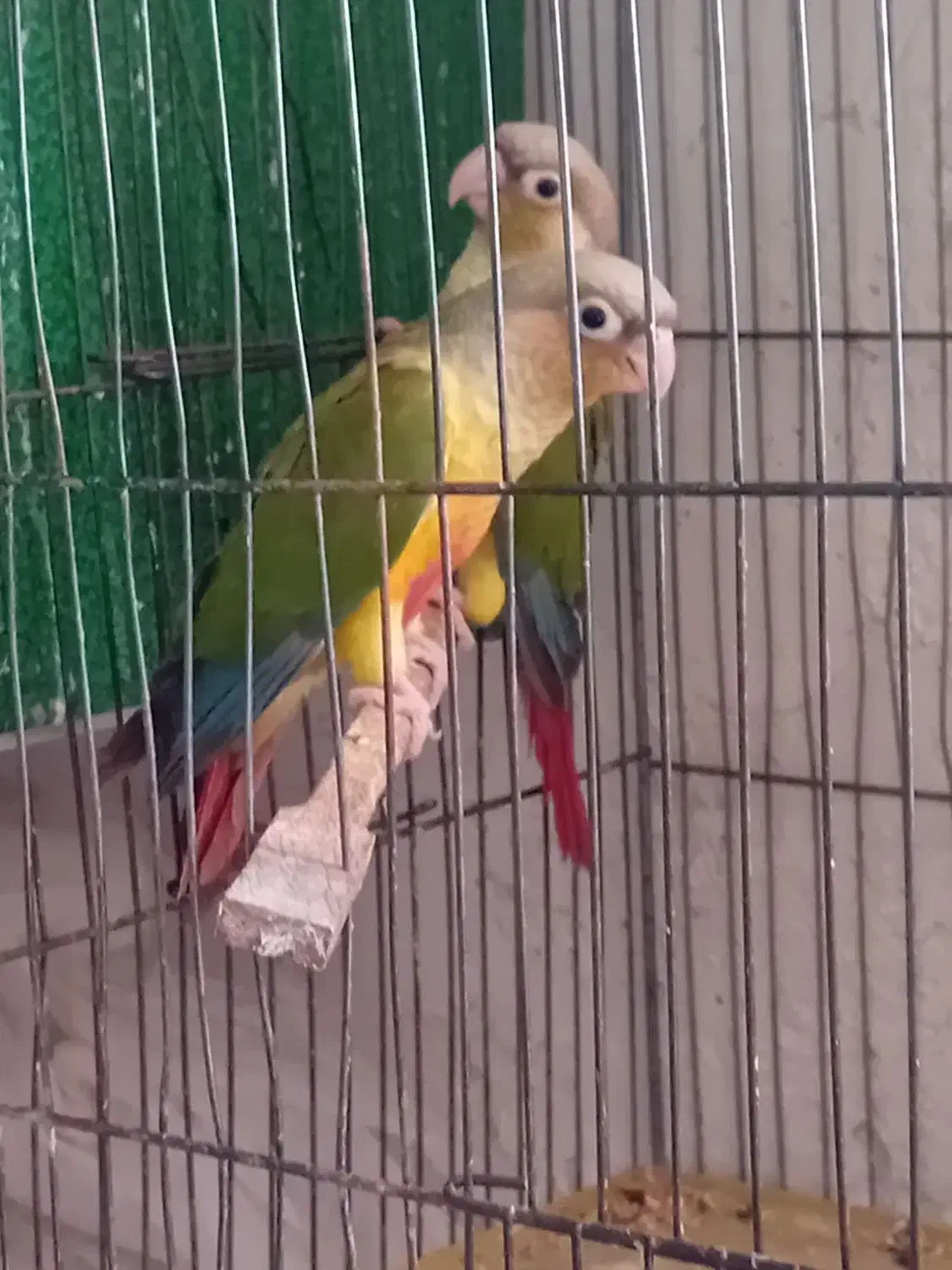 فروش جفت گرینچیک|پرنده|میانه, |دیوار