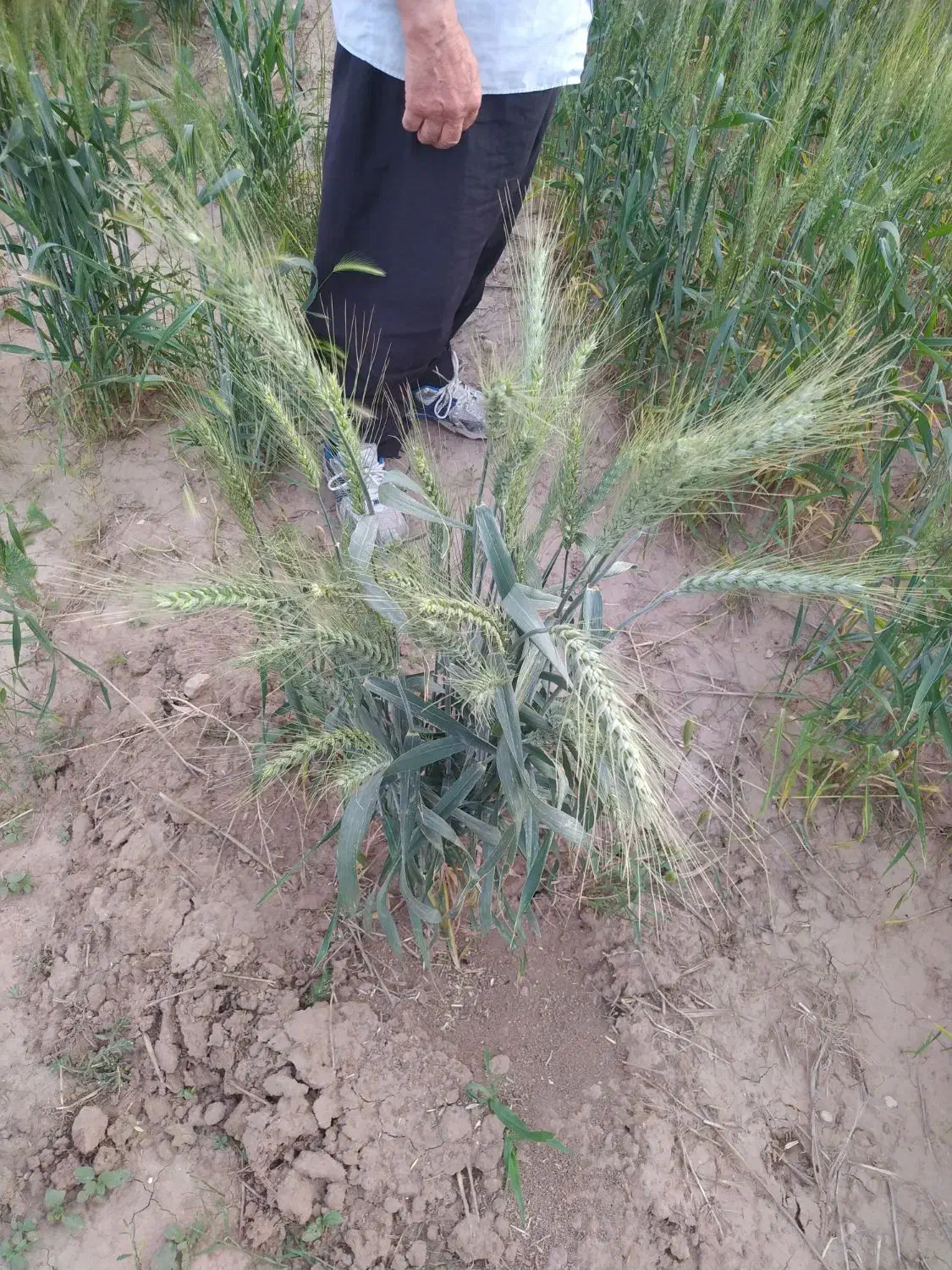 بذر گندم اوکراینی|خدمات باغبانی و درختکاری|ایلام, |دیوار