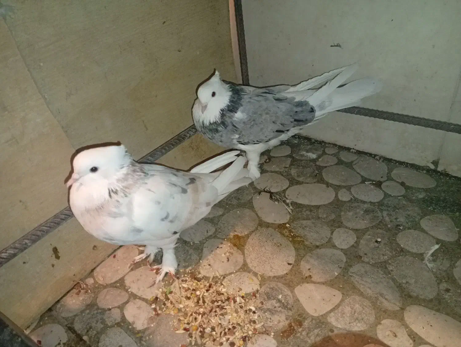 سرور هما و سرور|پرنده|سمنان, |دیوار