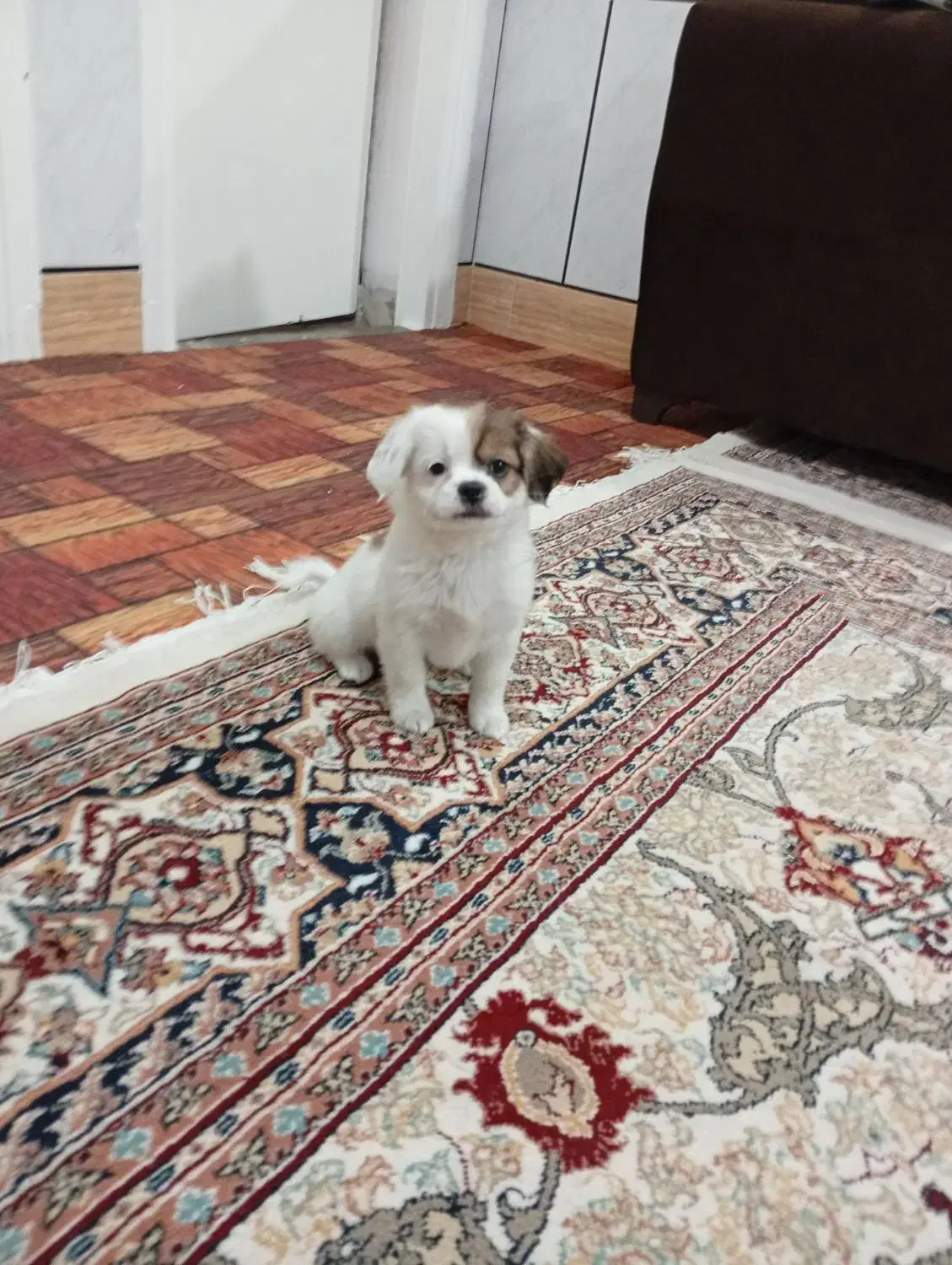 پاکوتای خرسی|سگ|گنبد کاووس, |دیوار