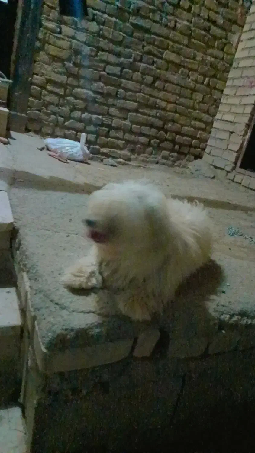 سگ پشمالو|سگ|مشهد, امیرآباد|دیوار