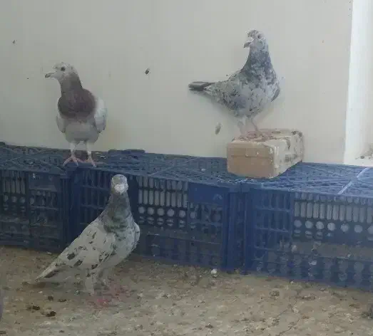 کفتر|پرنده|میان ولایت, |دیوار