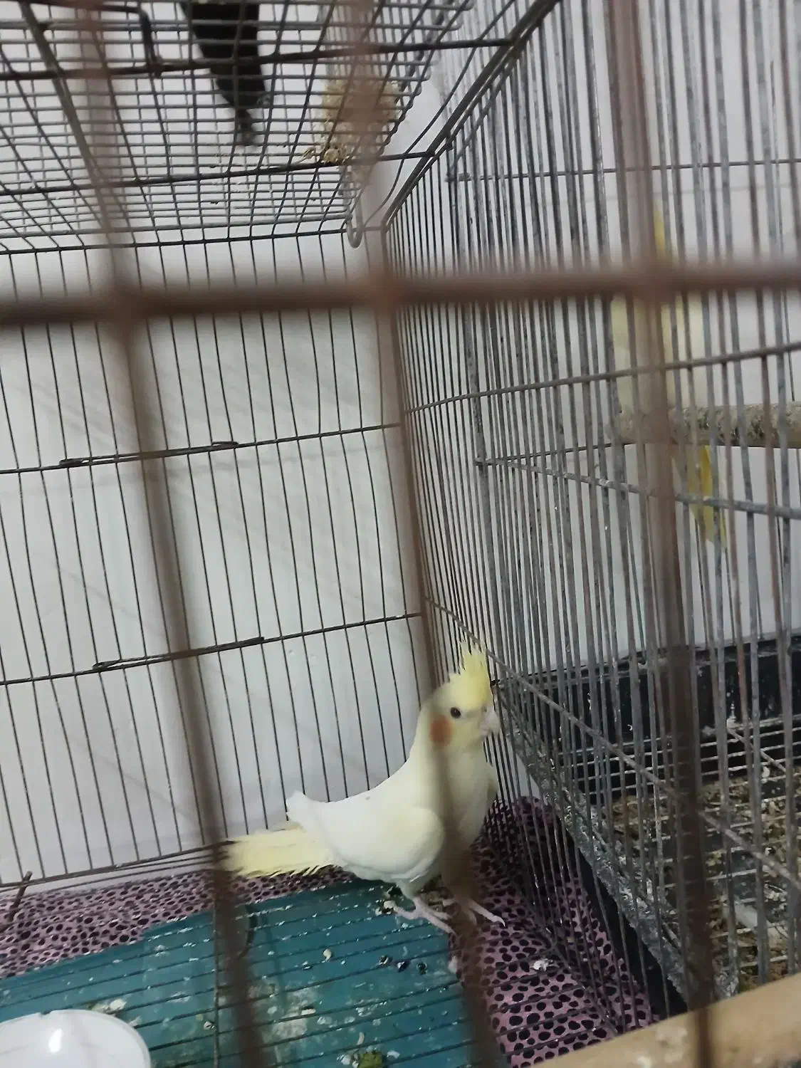 جوجه عروس|پرنده|اسلام‌شهر, مظفریه|دیوار