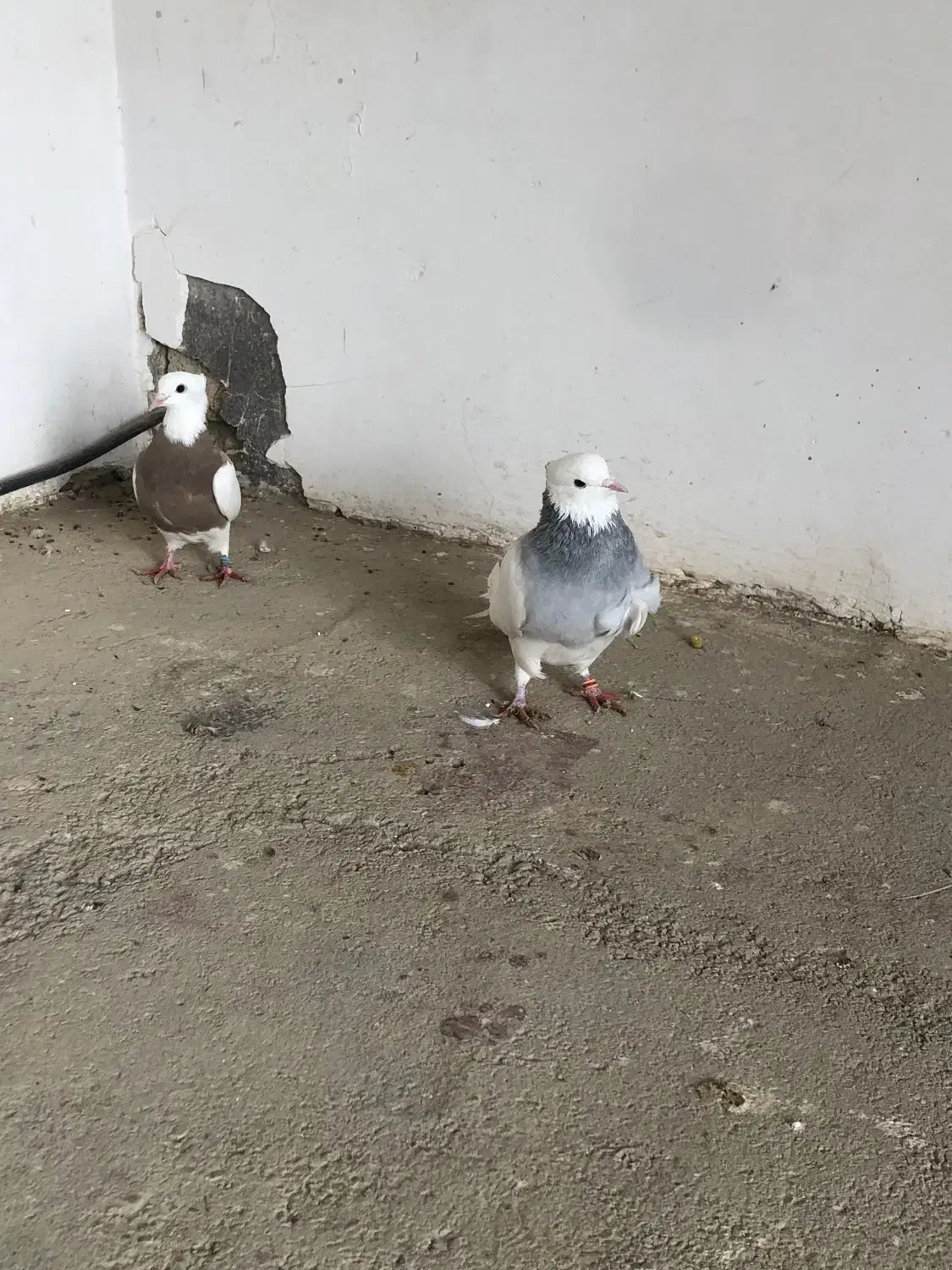 کبوتر طوقی|پرنده|سقز, |دیوار