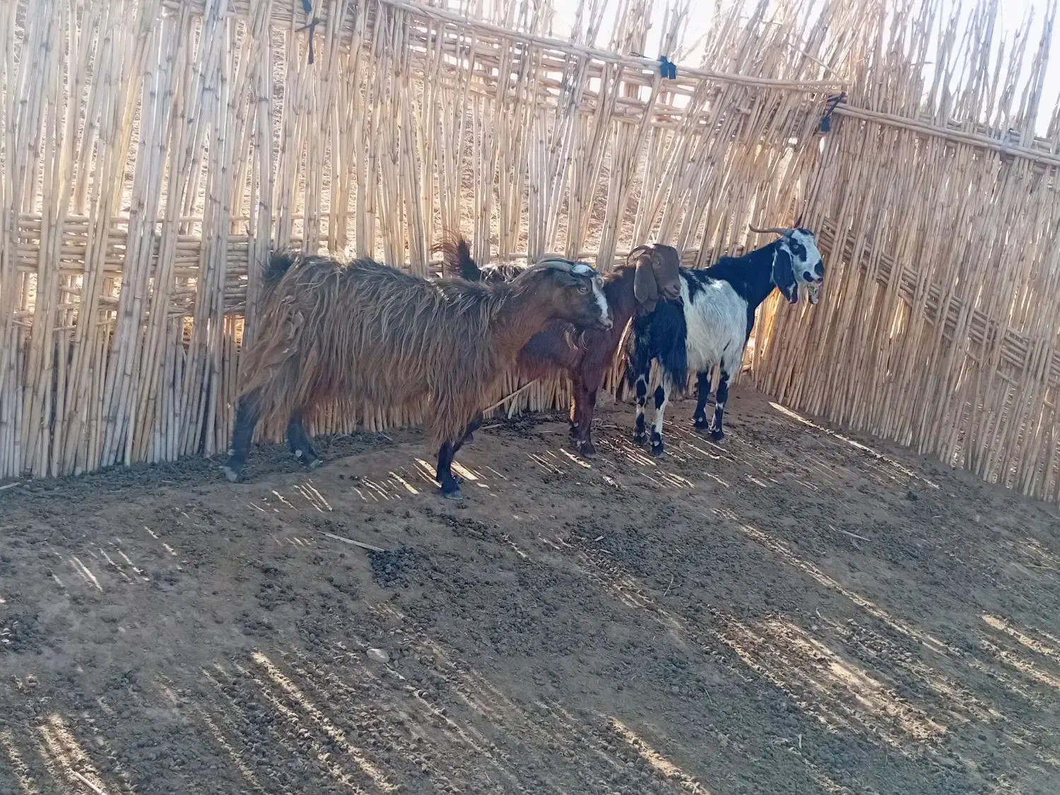 بز داشتی|حیوانات مزرعه|قصرشیرین, |دیوار