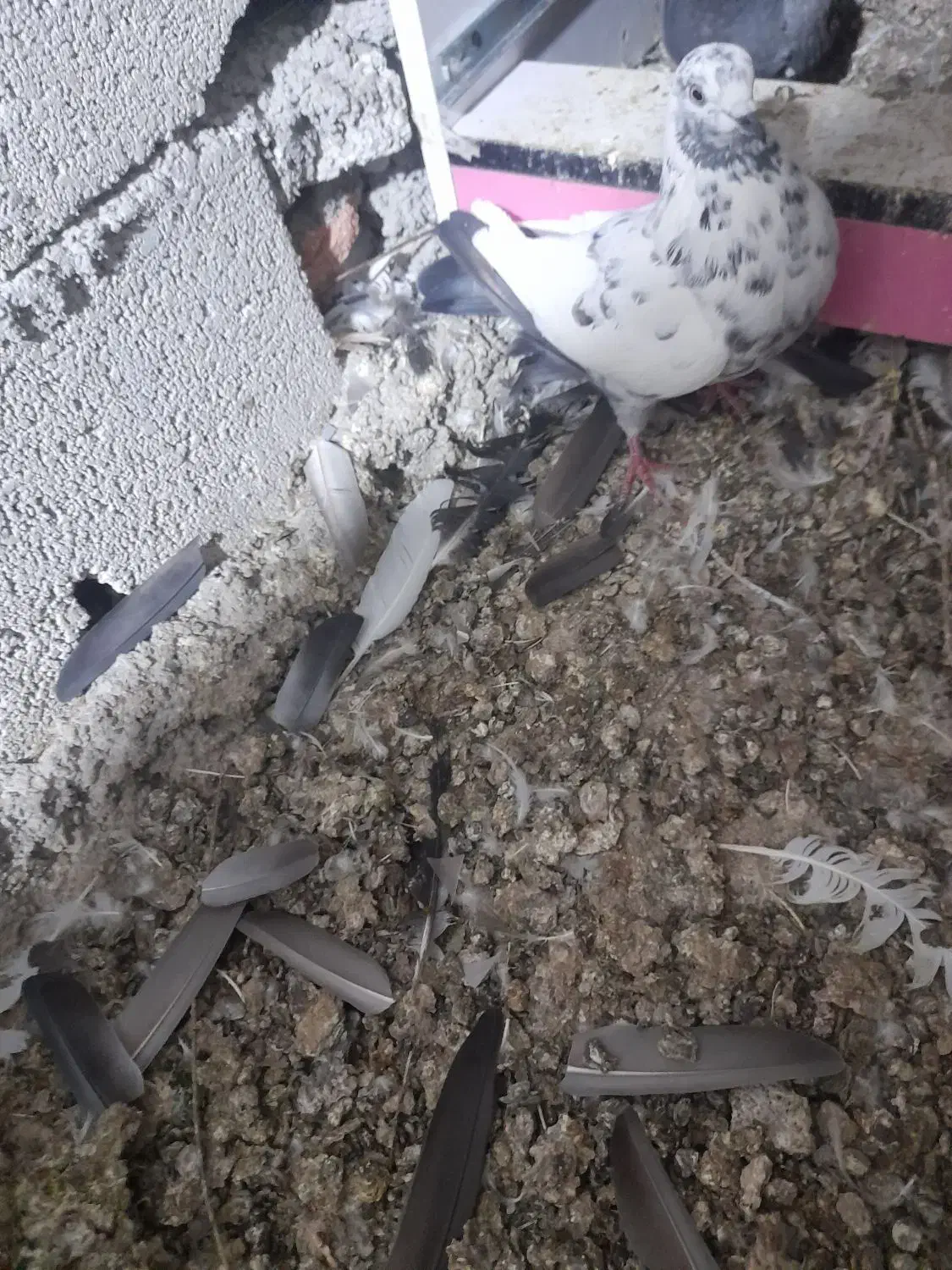 کفتر|پرنده|اردبیل, |دیوار