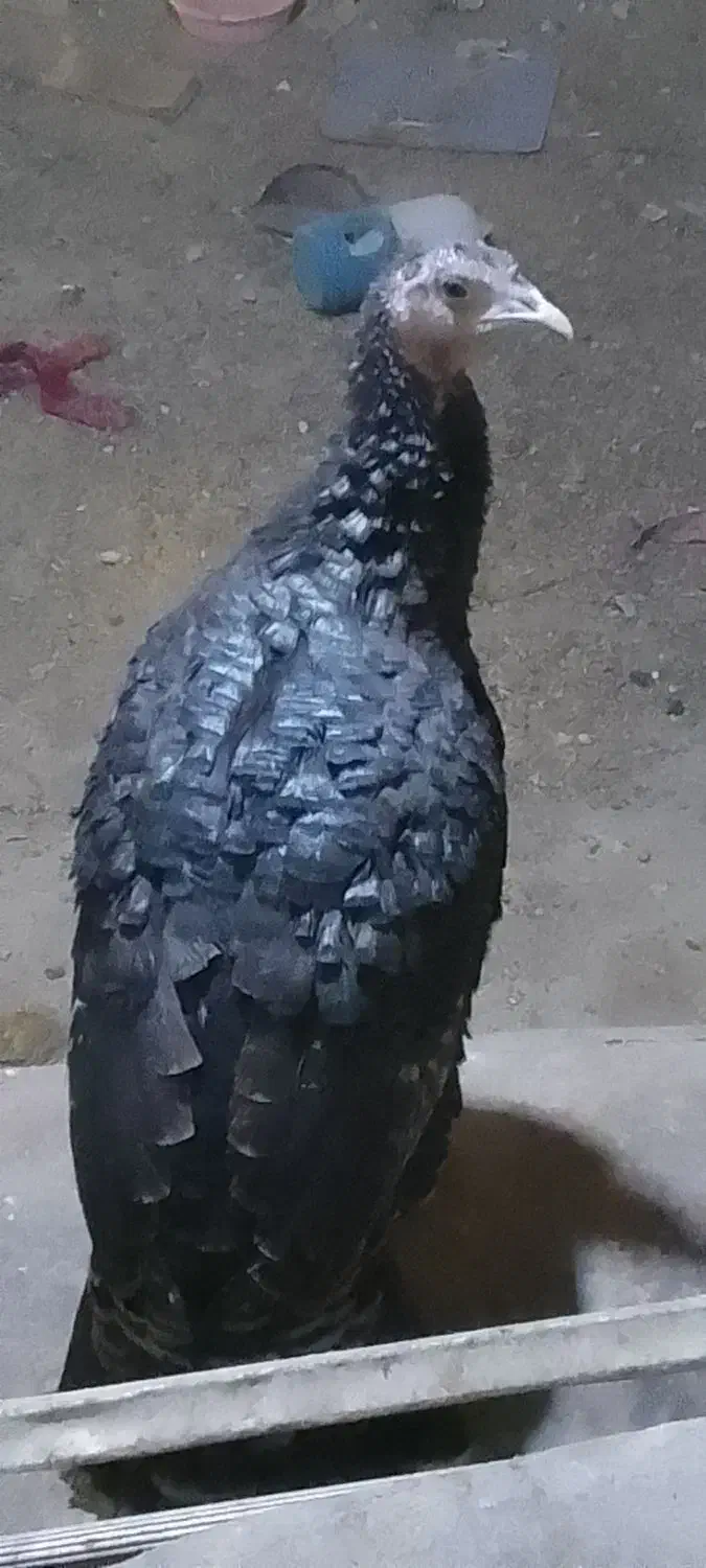 فروش بوقلمون یه نر دوتا ماده تخمگذار|حیوانات مزرعه|نهاوند, |دیوار