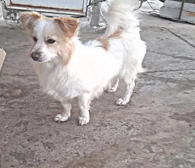 سگ پاکوتاه|سگ|نکا, |دیوار