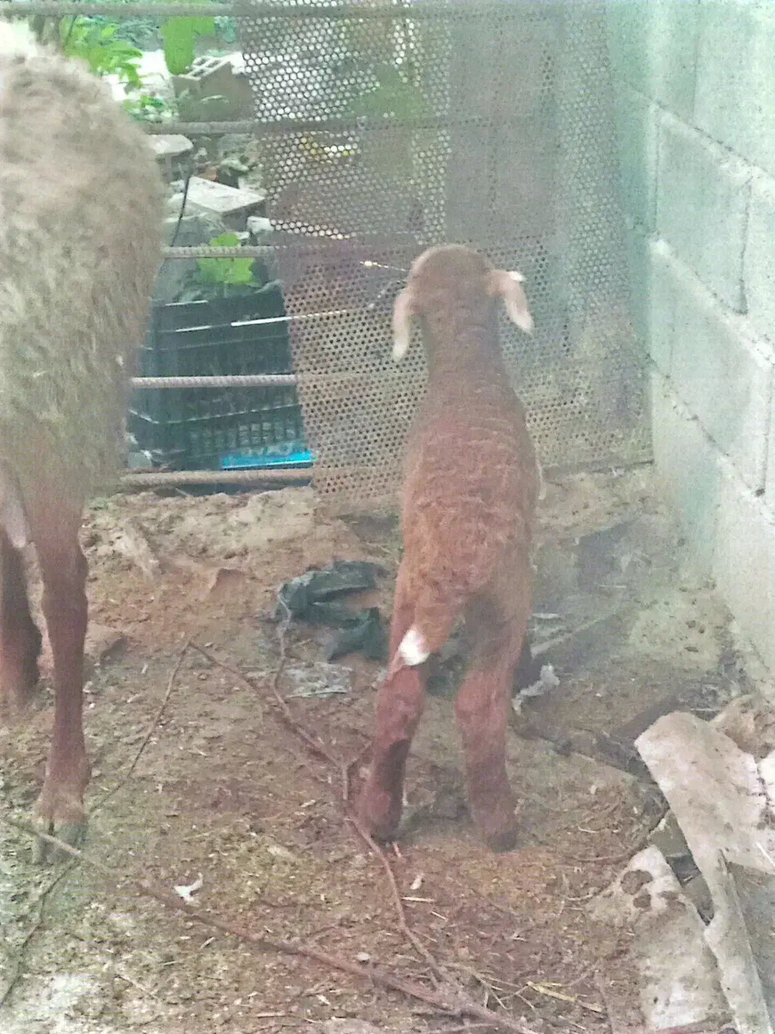 گوسفند وره مار|حیوانات مزرعه|ساری, |دیوار