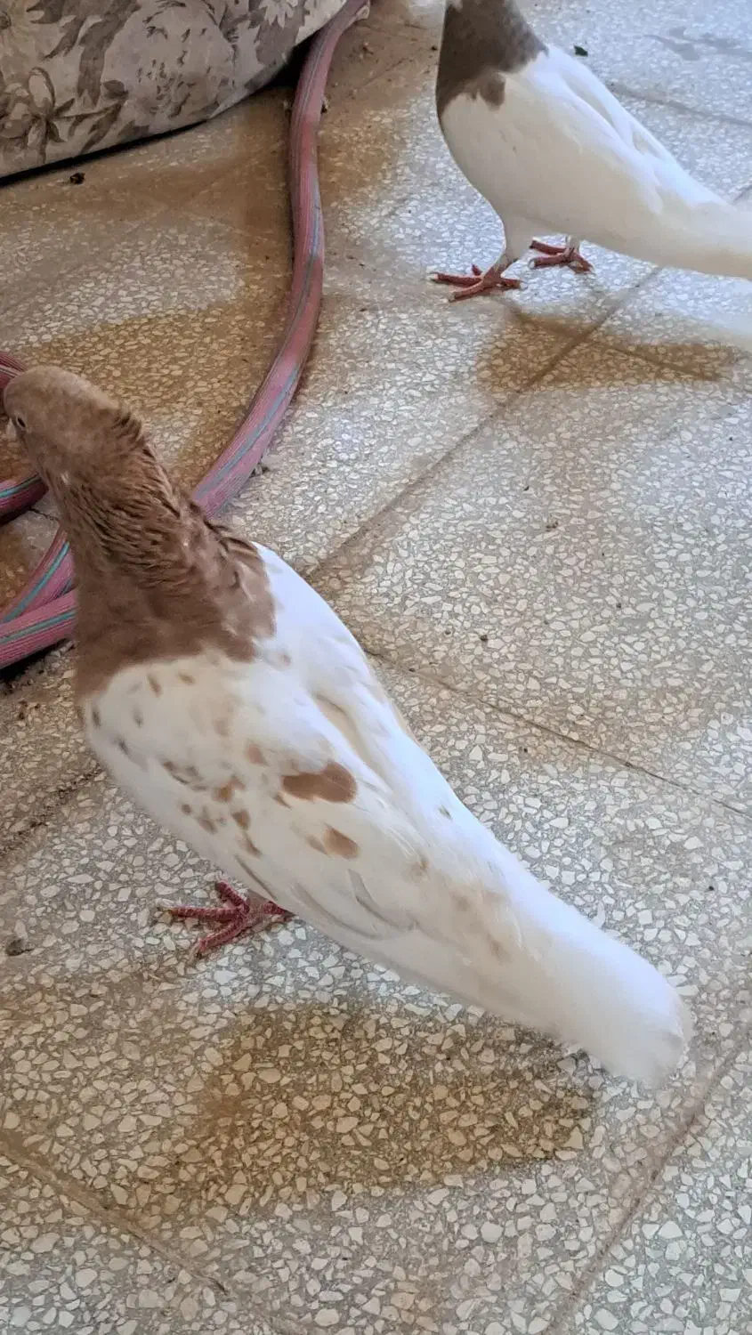 کفتر هفترنگ وکله|پرنده|فردوس (خراسان), |دیوار