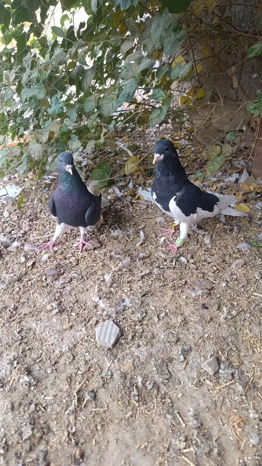 کبوتر شهری|پرنده|کازرون, |دیوار