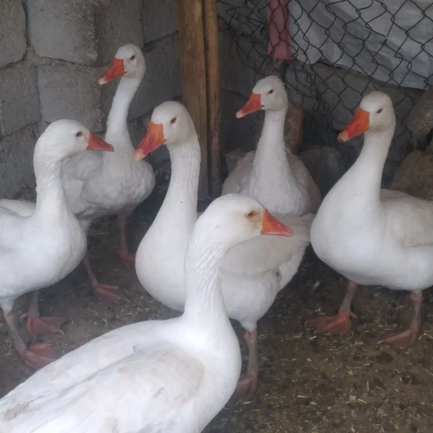 غاز خانگی جوان|حیوانات مزرعه|بهبهان, |دیوار