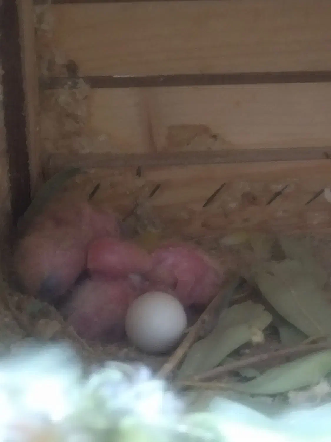 طوطی برزیلی جم و عروس هلندی|پرنده|جم, |دیوار